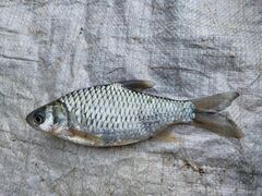 Barbonymus gonionotus