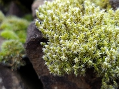 Racomitrium canescens