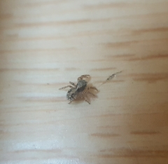 Pseudeuophrys lanigera