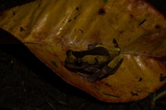 Dendropsophus leucophyllatus