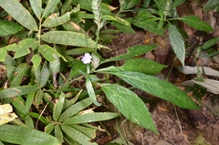 Eranthemum