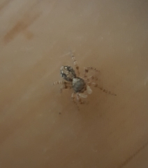 Pseudeuophrys lanigera