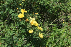Rosa platyacantha