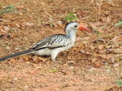 Tockus erythrorhynchus