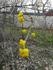 Cornus mas