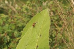 Coreus marginatus