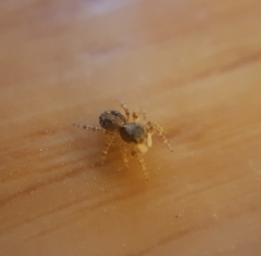 Pseudeuophrys lanigera