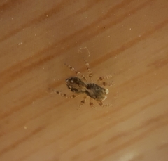 Pseudeuophrys lanigera