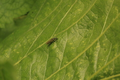 Lixus strangulatus