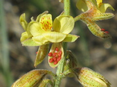 Pomaria jamesii