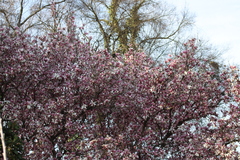 Magnolia × soulangeana