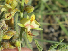 Pomaria jamesii