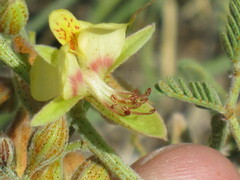 Pomaria jamesii