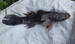 Oxyeleotris marmorata