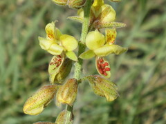 Pomaria jamesii