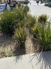 Dasylirion acrotrichum