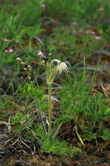 Pulsatilla albana