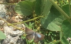 Euchrysops cnejus cnejus