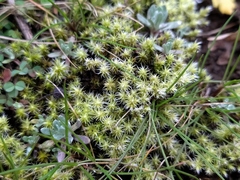 Racomitrium canescens
