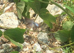Euchrysops cnejus cnejus