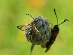 Bembecia ichneumoniformis