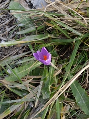 Crocus heuffelianus