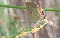 Euchrysops cnejus cnejus