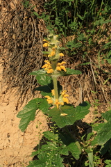Phlomoides speciosa