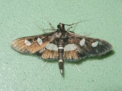 Desmia