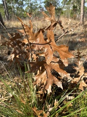 Quercus laevis