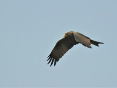 Milvus migrans parasitus