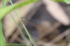 Ceriagrion aeruginosum