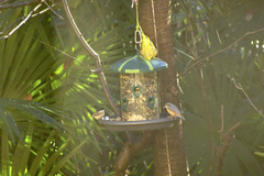 Poecile palustris