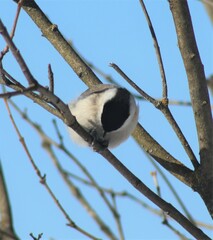 Poecile palustris