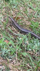 Plestiodon inexpectatus