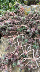 Petrosedum rupestre