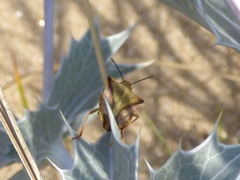 Carpocoris mediterraneus