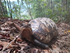 Chelonoidis carbonarius