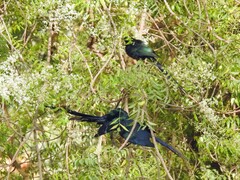 Lamprotornis caudatus
