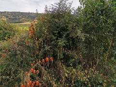 Leonotis leonurus