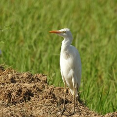 Bubulcus ibis