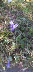 Gentianopsis ciliata ciliata