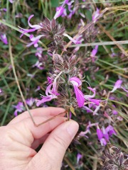 Justiciinae