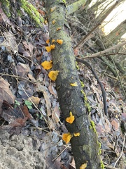 Tremella mesenterica