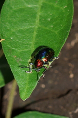 Platycorynus parryi