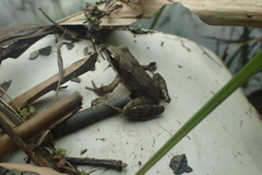Rana tsushimensis