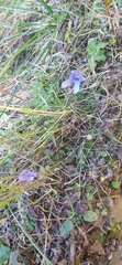 Gentianopsis ciliata ciliata