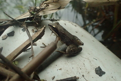 Rana tsushimensis