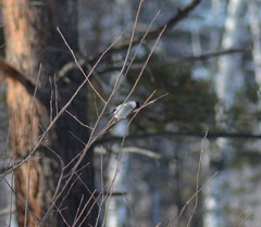 Pyrrhula pyrrhula cineracea