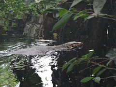 Varanus salvator salvator